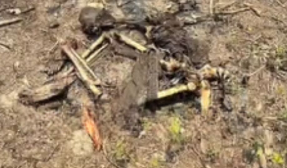 Ossada humana é encontrada amarrada em área de mata de Cacau Pirêra no AM